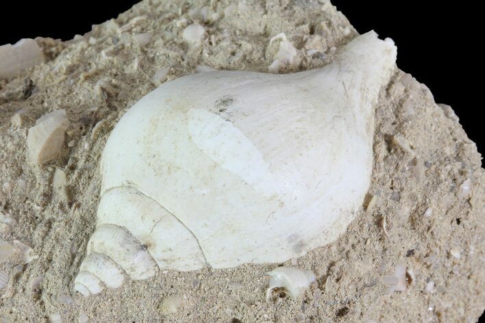 Eocene Fossil Gastropod - Damery, France #73805